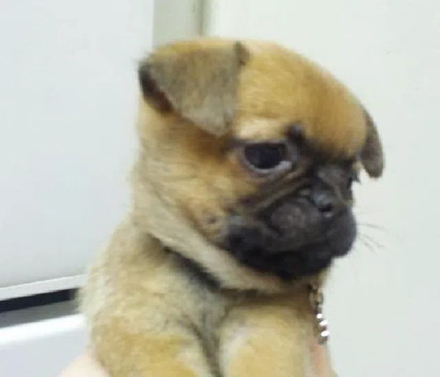 Rainbow Bridge | Buffalo Pug & Small Breed Rescue