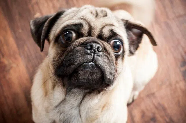 Rainbow Bridge | Buffalo Pug & Small Breed Rescue