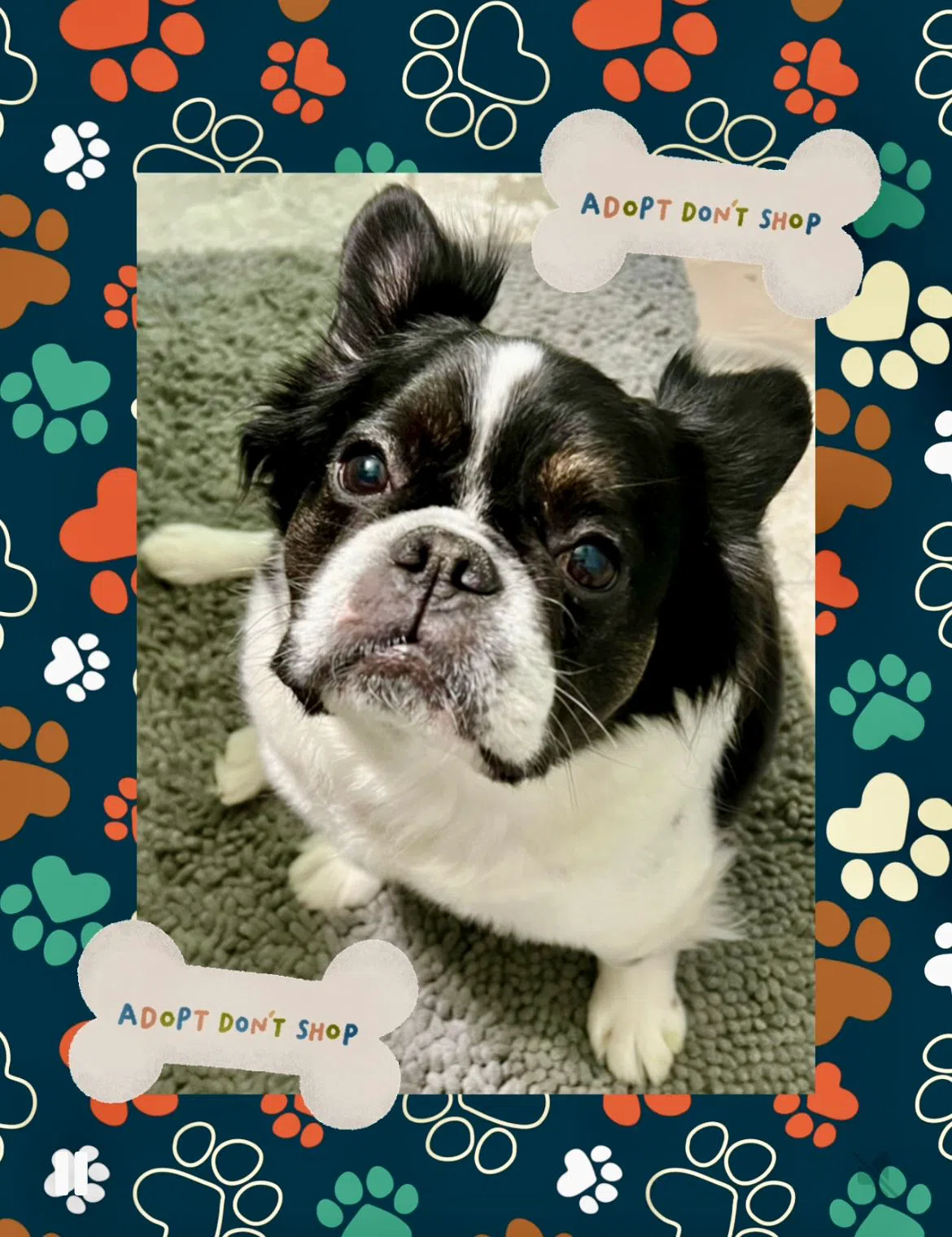 Meet Our Pups | Buffalo Pug & Small Breed Rescue